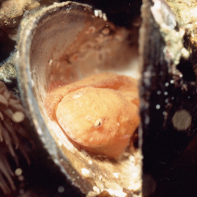 Liparis miostomus